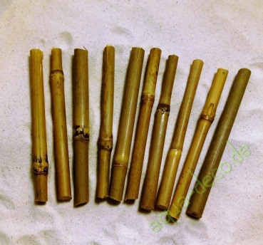 Bambus ca. 10 cm